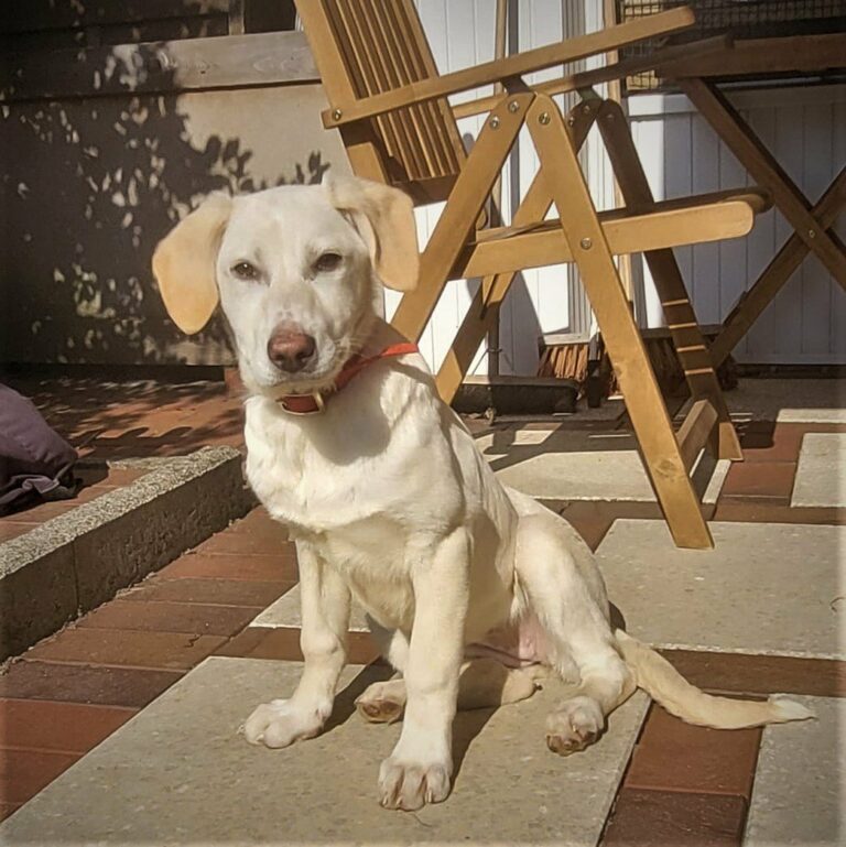 In diesem Album finden Sie alle Hunde, die eine Familie gefu...