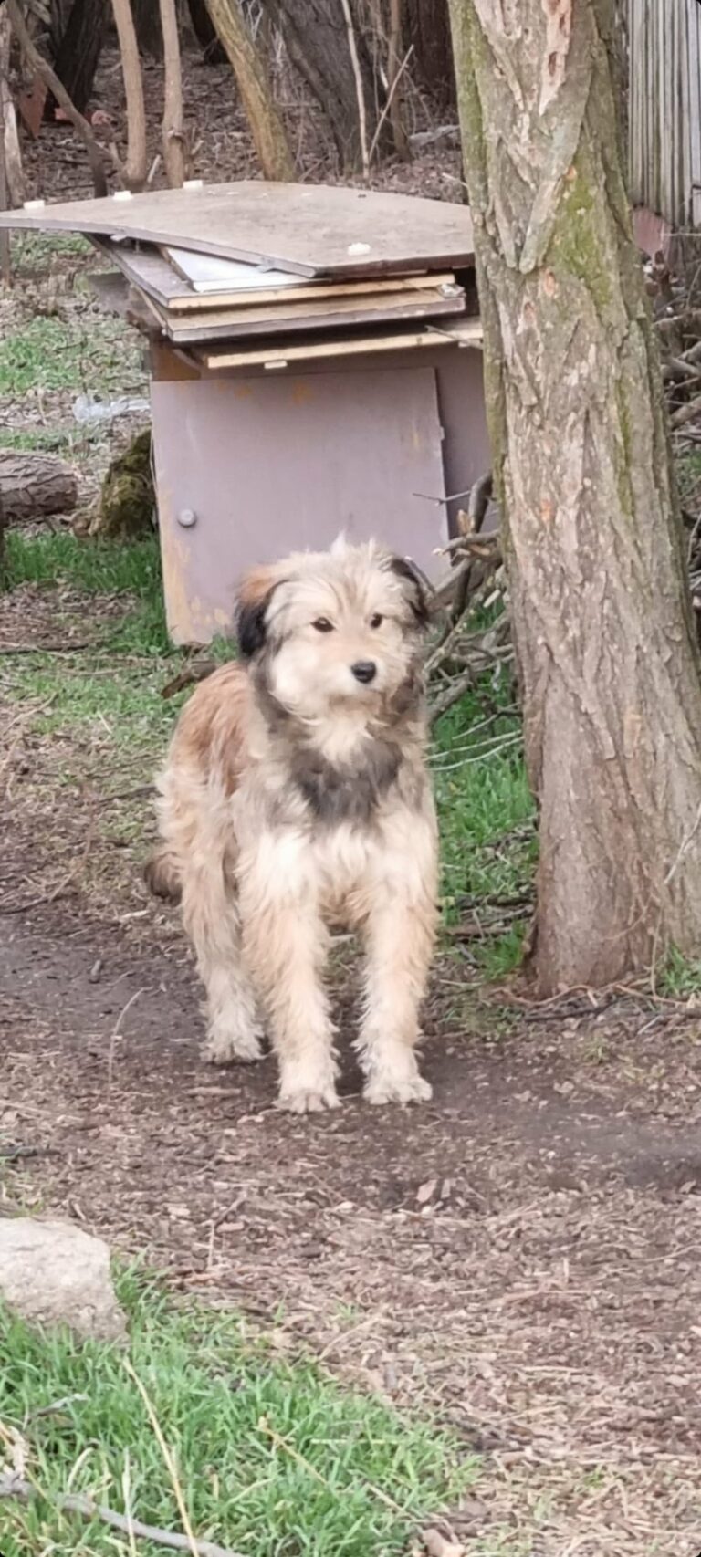 Umbra Canis - Gemeinsam stark für all/t/e Hundeseelen e.V. h...