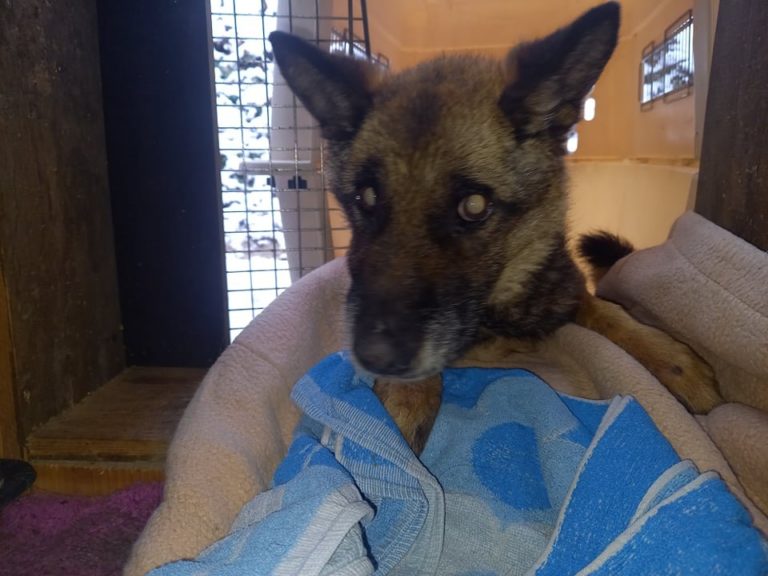 Aufruf: Wer kann Loona und ihrem Frauchen helfen??...