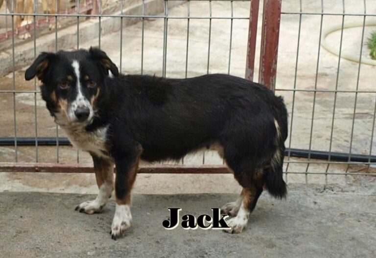 R.I.P. JACK- der Himmel hat einen neuen Stern...