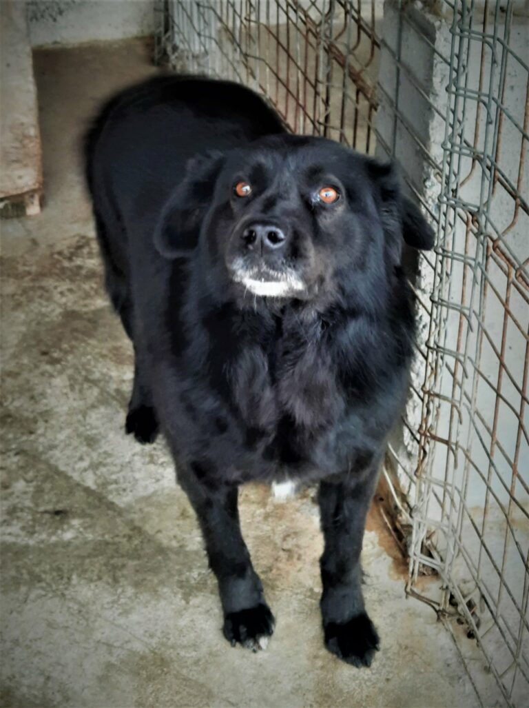 Wir von UMBRA CANIS wünschen allen ein schönes Osterfest!