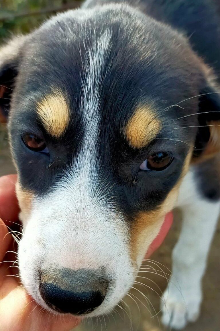 In diesem Album findest Du alle Hunde, die eine Familie gefu...