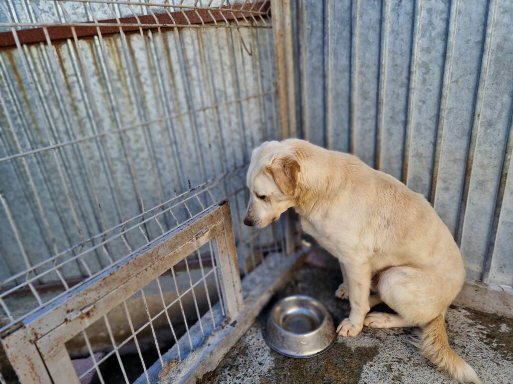 !!! 19 Hunde in der Tötung in Navodari brauchen dringend uns...