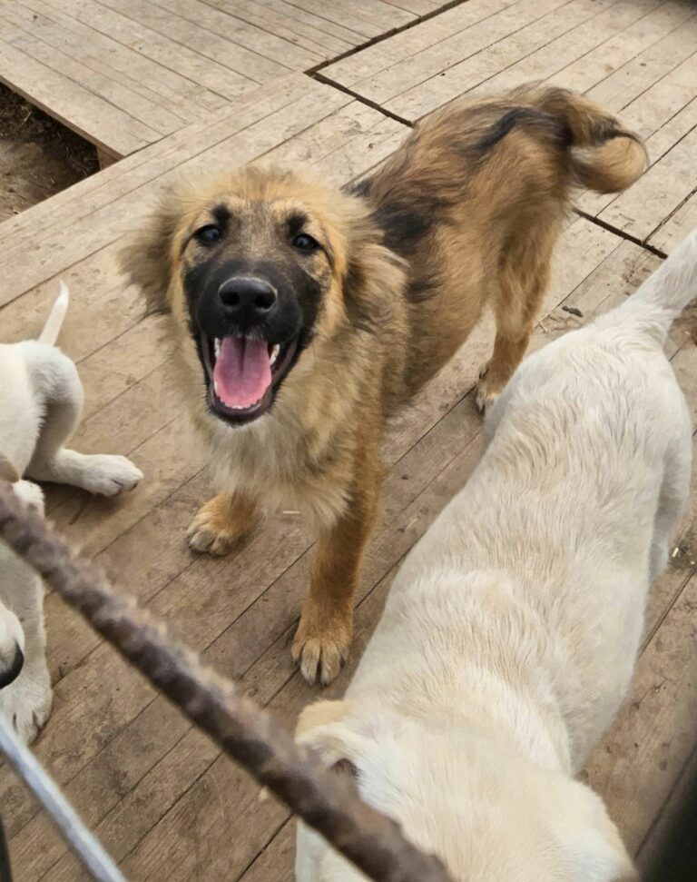Mirabelle...