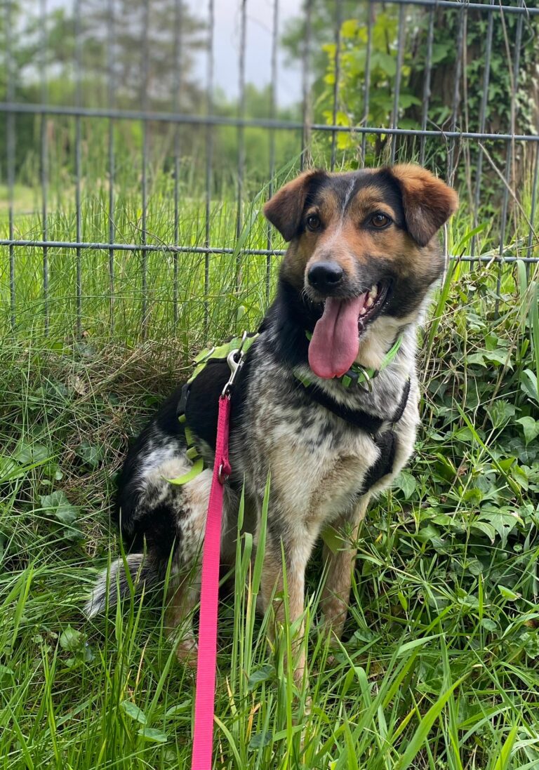 Wieder haben es fünf liebe Seelen, die von den Strassen Rumä...