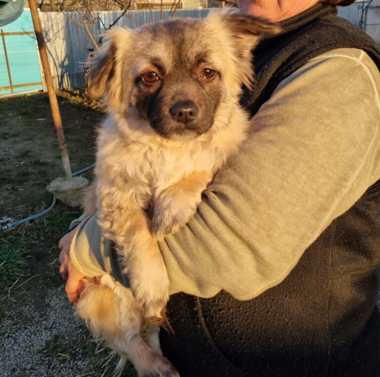 Wieder konnten 6 liebe Seelen Rumänien für immer verlassen i...