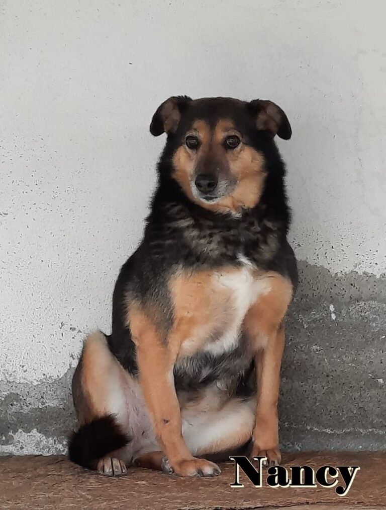 In diesem Album findest Du alle Hunde, die eine Familie gefu...