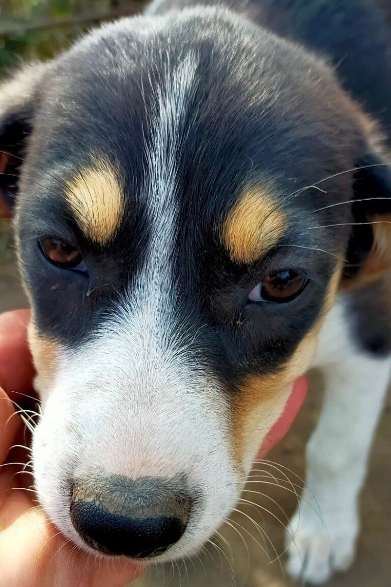In diesem Album findest Du alle Hunde, die eine Familie gefu...