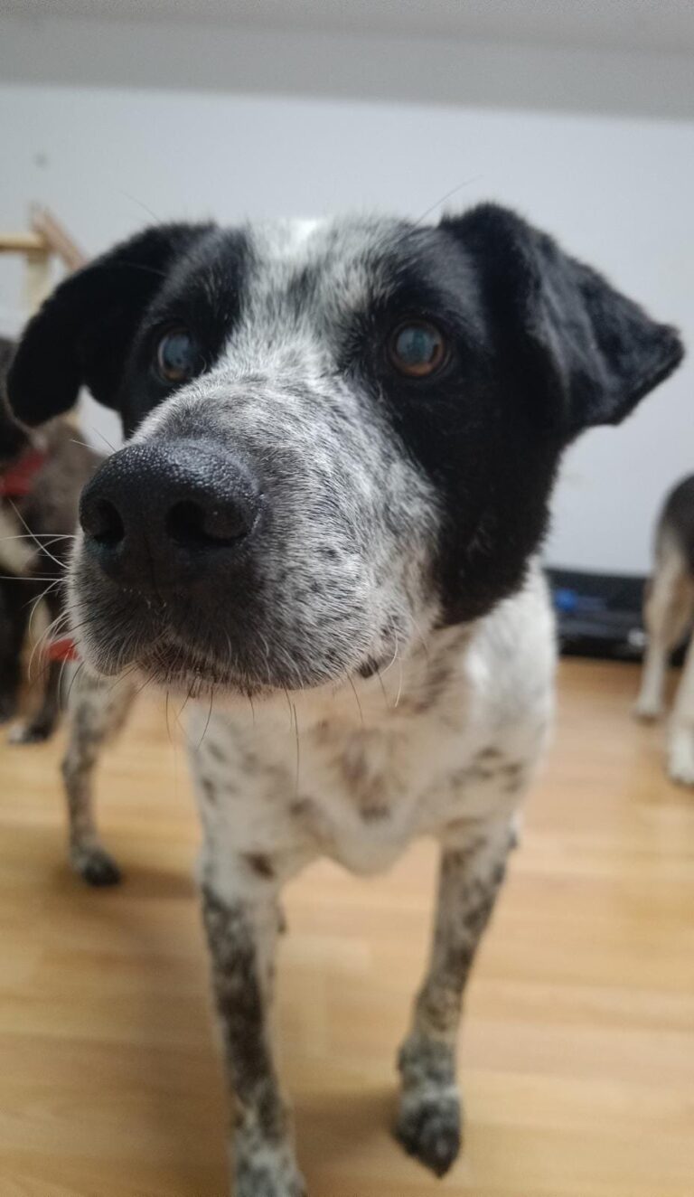 In diesem Album findest Du alle Hunde, die eine Familie gefu...