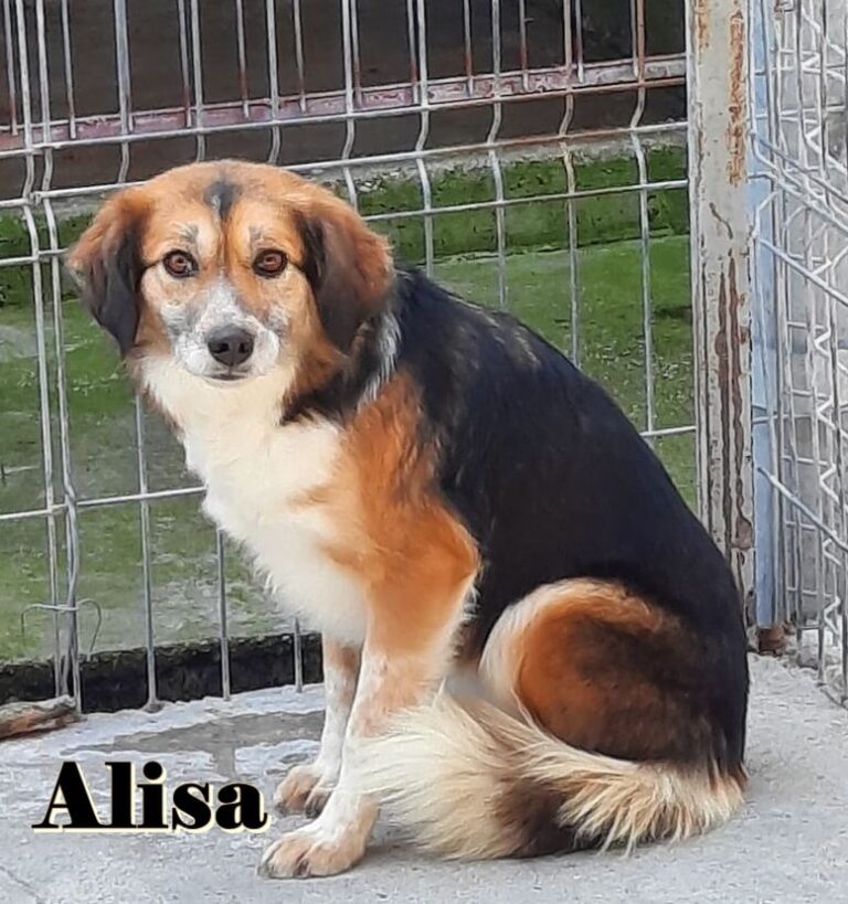 In diesem Album finden Sie alle Hunde, die zum Semper Fideli...