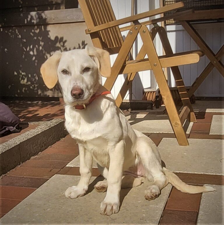 In diesem Album finden Sie alle Hunde, die eine Familie gefu...