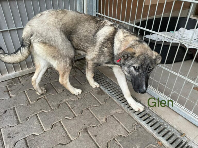 Umbra Canis möchte sich mit den folgenden Fotos bei allen li...