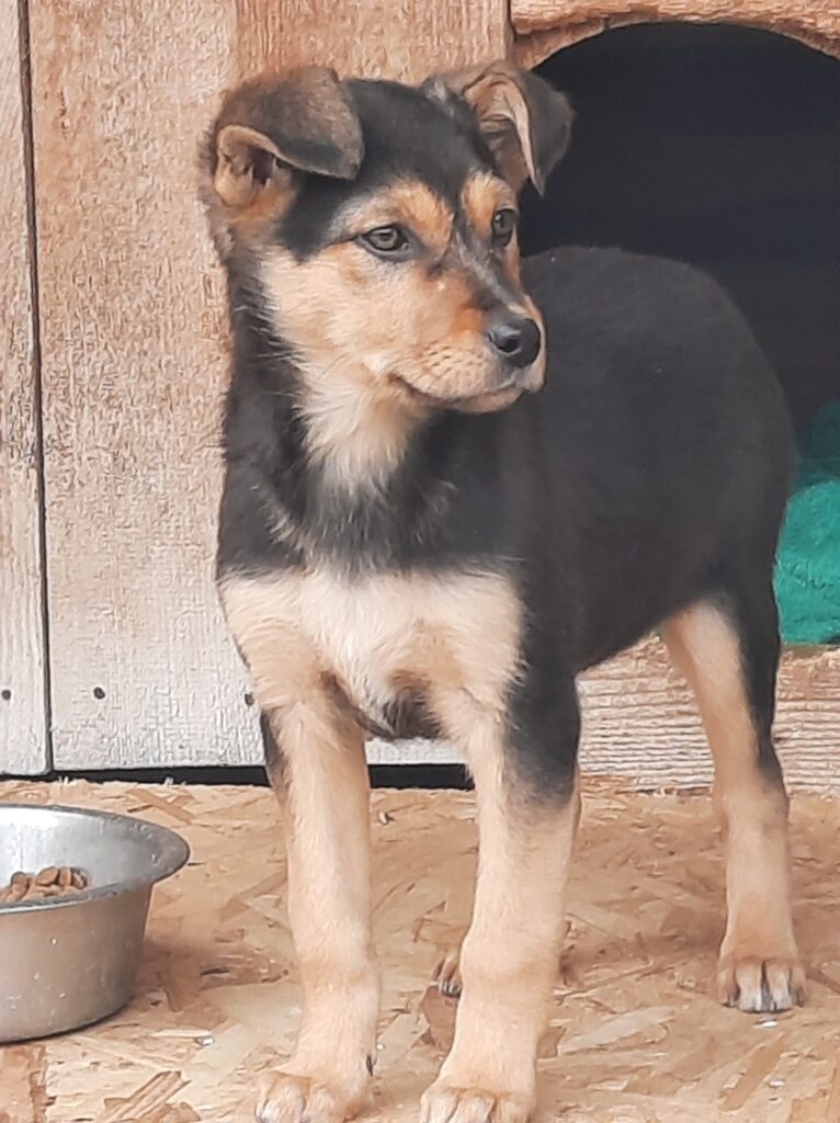 Update 24.04.22: Für Flora hat sich eine tolle Pflegestelle ...