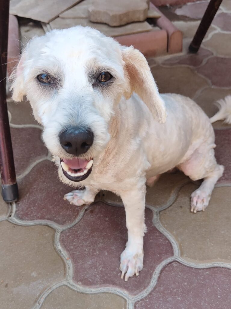 Wir freuen uns sehr für unsere beiden Jungs Toto und Orion, ...