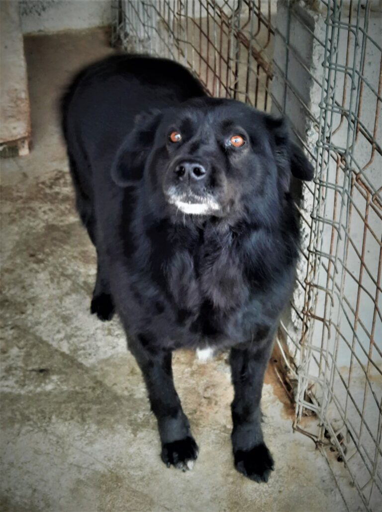 Wir von UMBRA CANIS wünschen allen ein schönes Osterfest!
