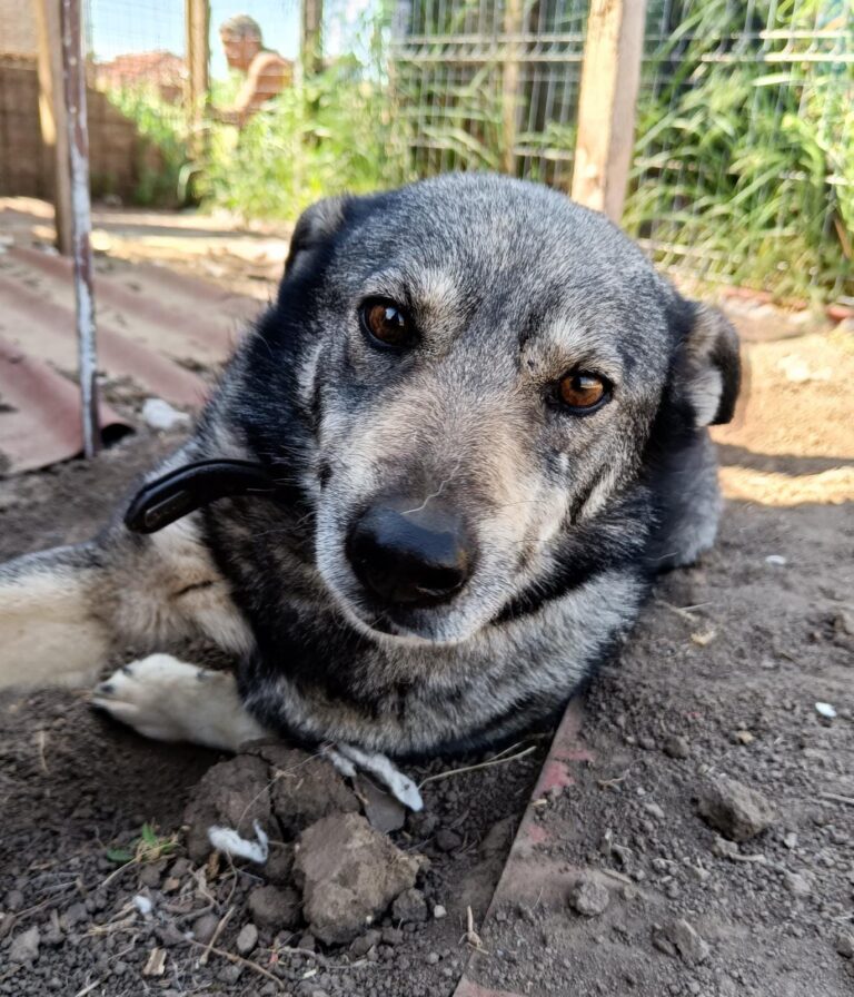 Ziva: