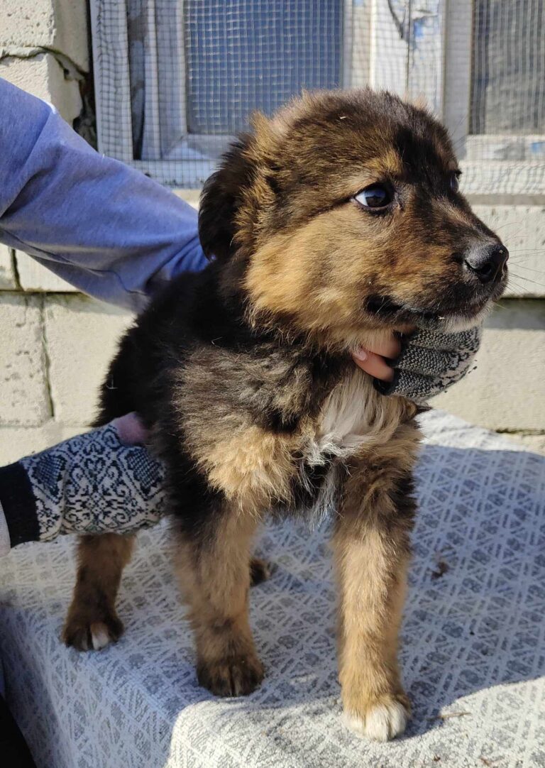 Update: alle Welpen und die Mama haben schöne Namen bekommen...