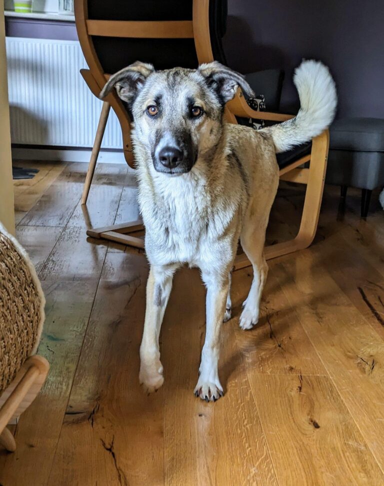 Odin, Ella, Apollo und Twix heißen unsere 4 Happy Endings de...