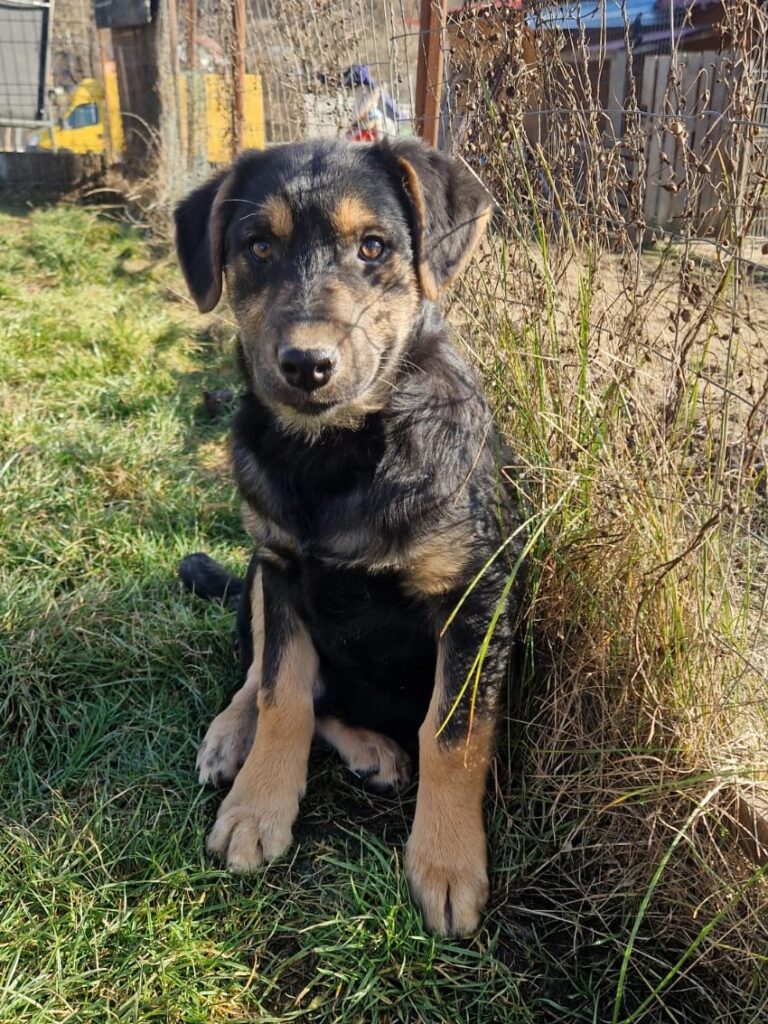 Chico...