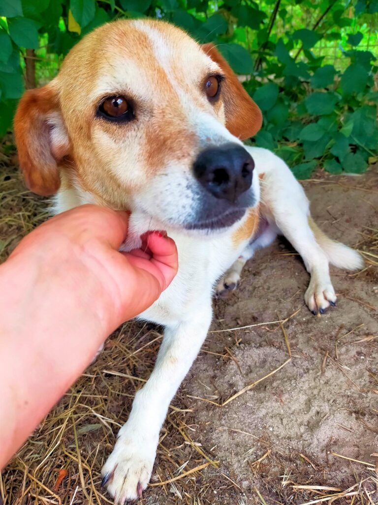 Happyends für 7 wundervolle Hundeseelchen