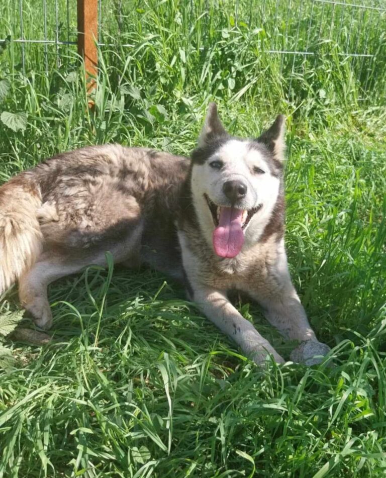 Umbra Canis - Gemeinsam stark für all/t/e Hundeseelen e.V. h...