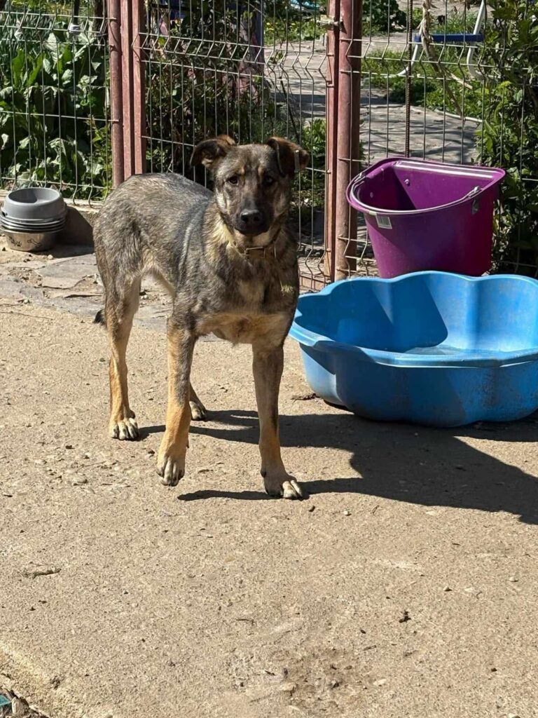 Umbra Canis - Gemeinsam stark für all/t/e Hundeseelen e.V. h...