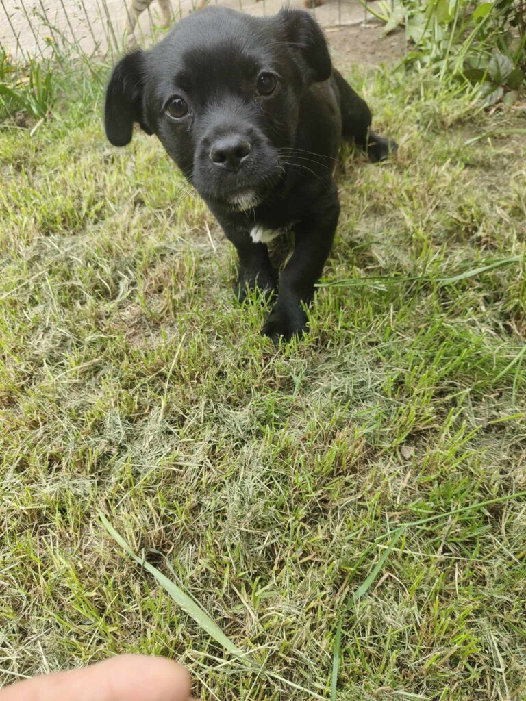 Umbra Canis - Gemeinsam stark für all/t/e Hundeseelen e.V. h...