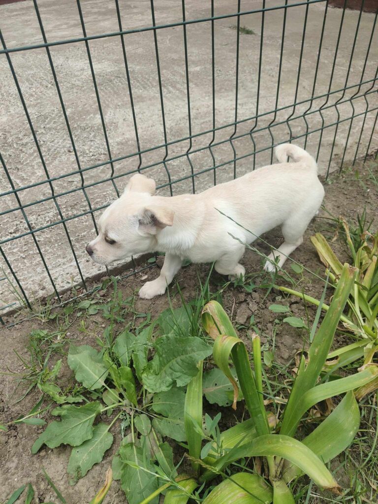 Umbra Canis - Gemeinsam stark für all/t/e Hundeseelen e.V. h...