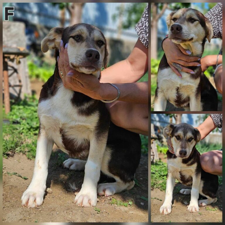 Ganz dringend Ausreisetickets ins Glück gesucht!!...