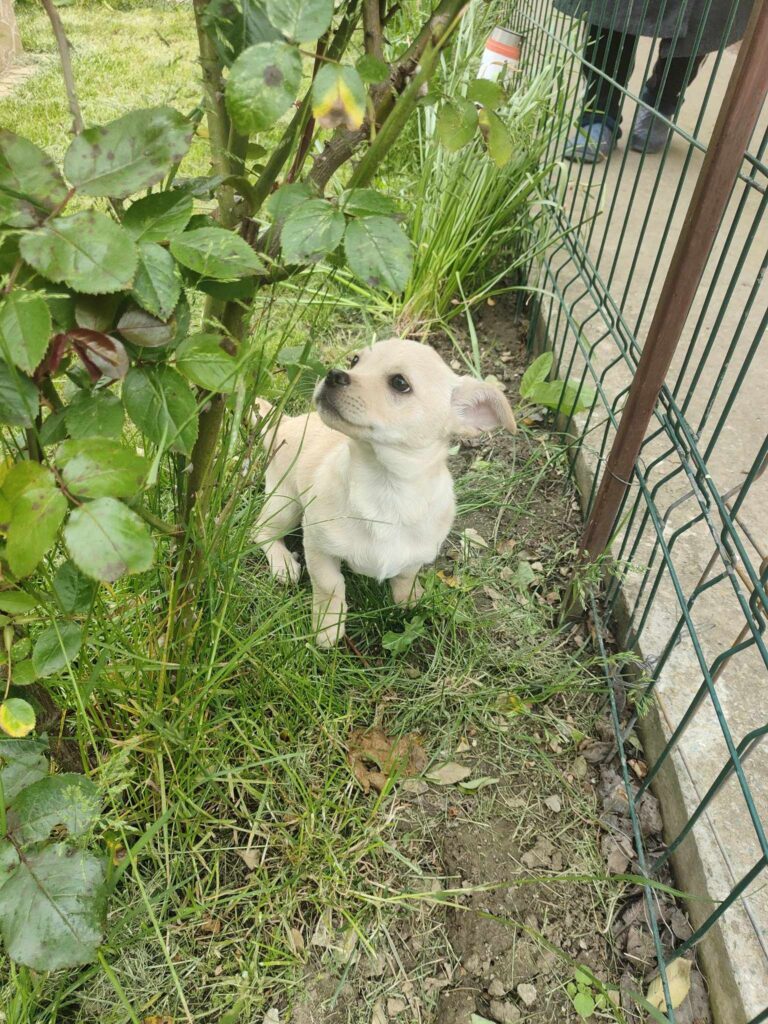 Spike- Kleine Vanillekugel Nummer zwei...