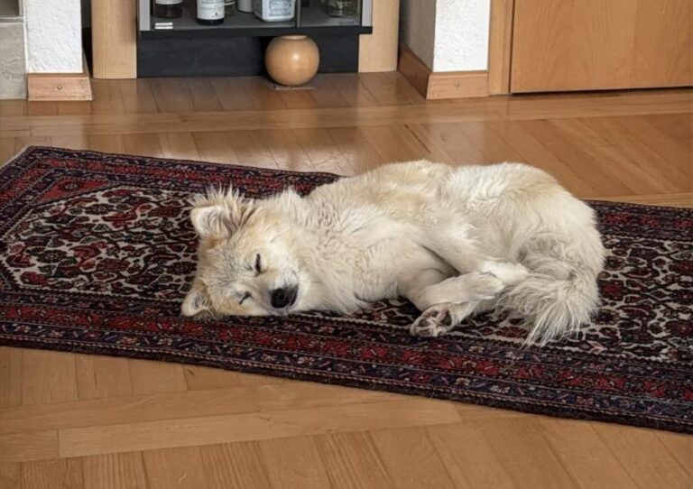 VERMITTLUNGSHILFE LOKI...