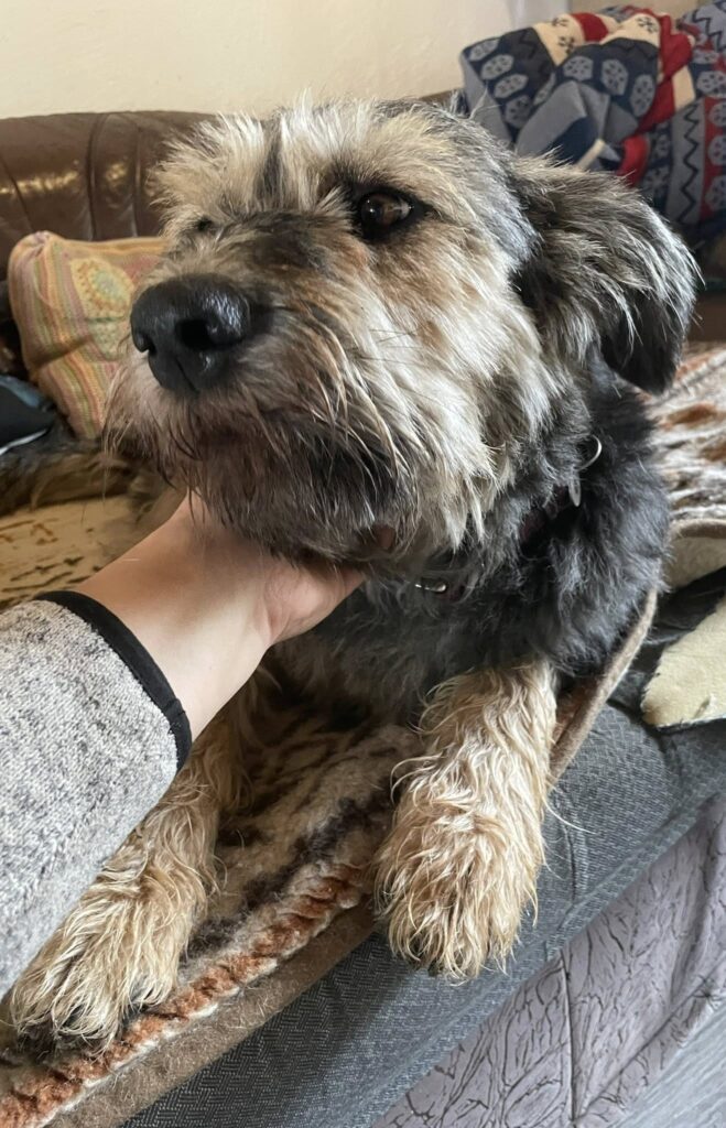 Vier besondere Happyends für vier besondere Hunde
