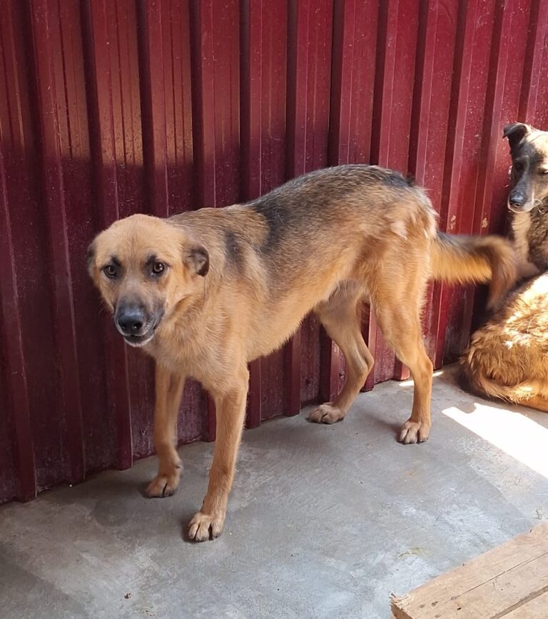 Umbra Canis - Gemeinsam stark für all/t/e Hundeseelen e.V. h...