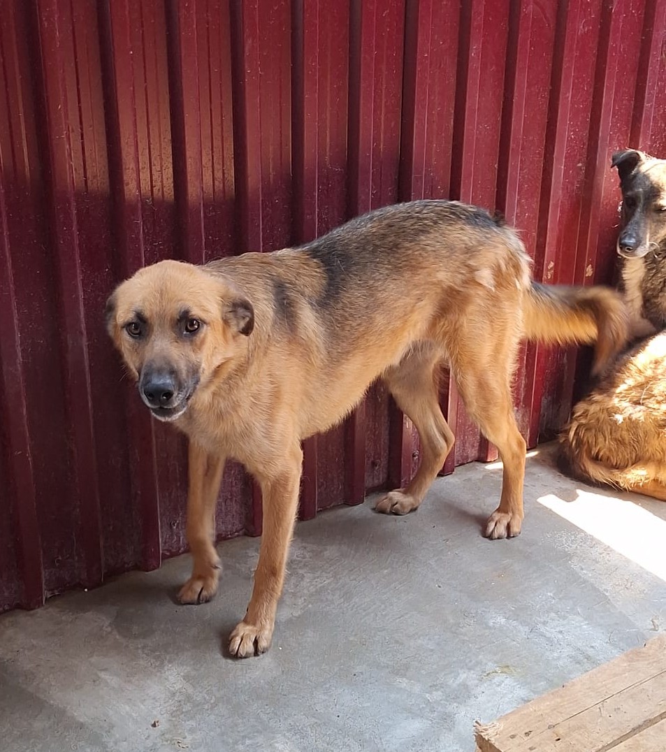Umbra Canis - Gemeinsam stark für all/t/e Hundeseelen e.V. h...