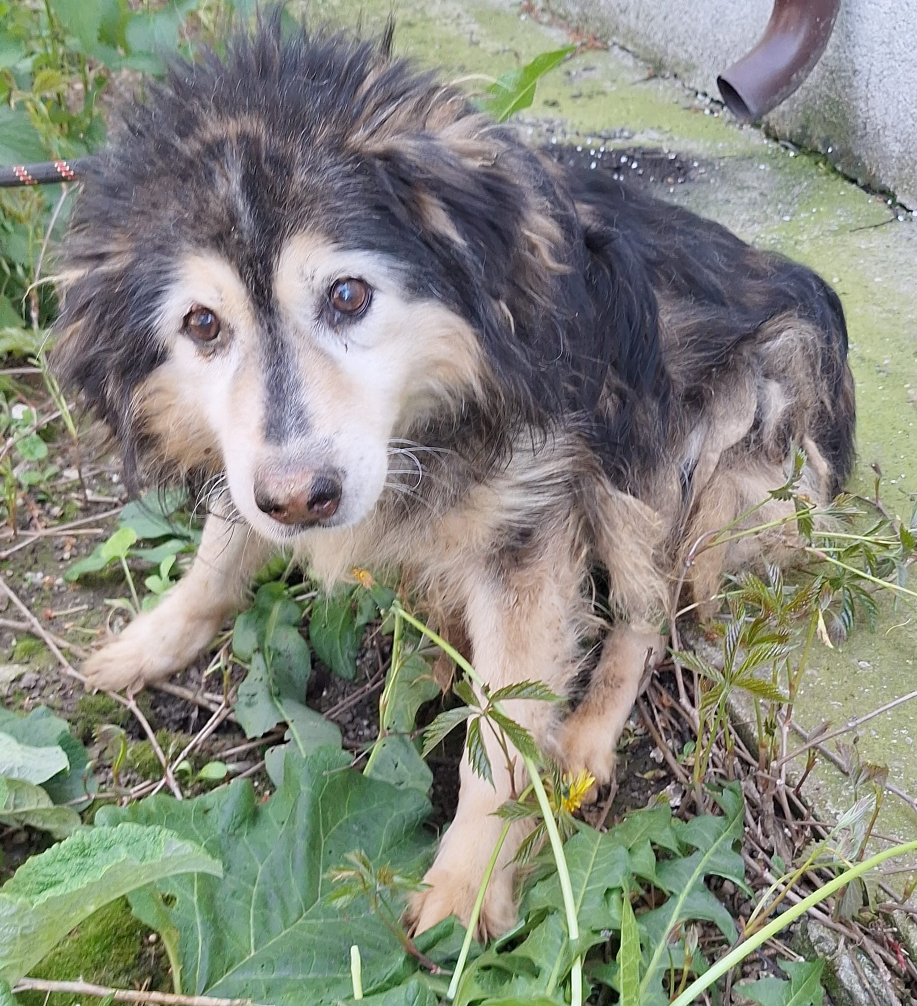 Umbra Canis - Gemeinsam stark für all/t/e Hundeseelen e.V. h...