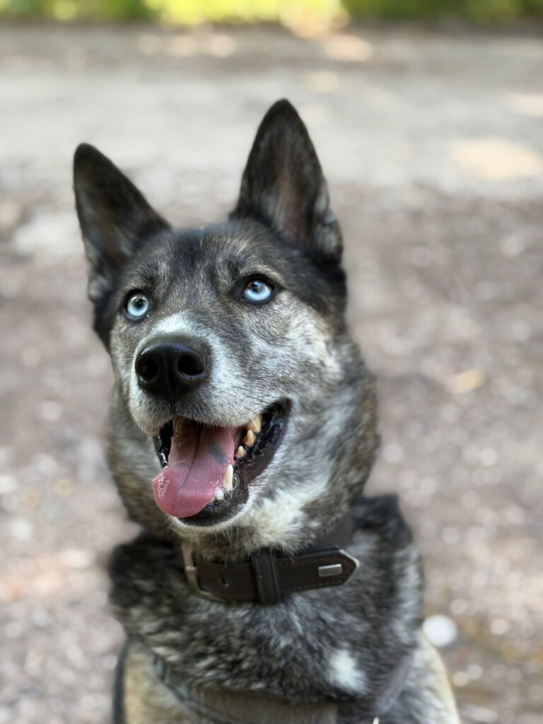 Umbra Canis - Gemeinsam stark für all/t/e Hundeseelen e.V. h...