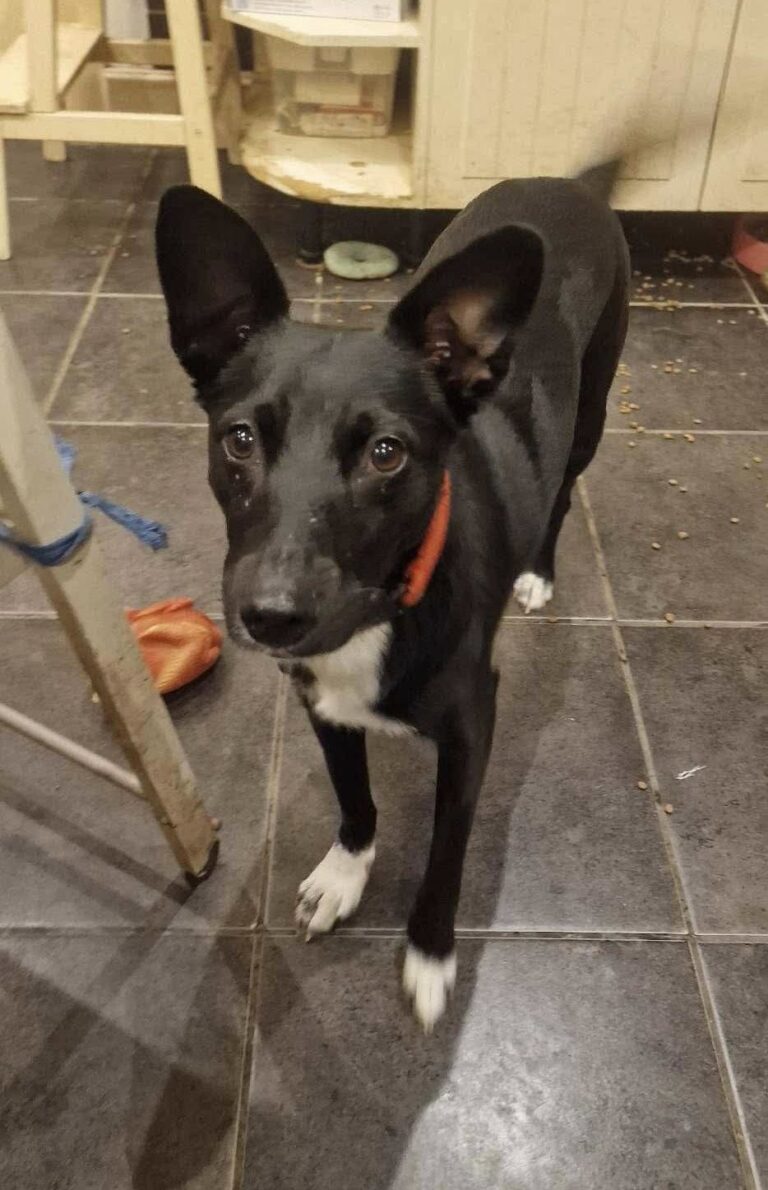 Umbra Canis - Gemeinsam stark für all/t/e Hundeseelen e.V. h...