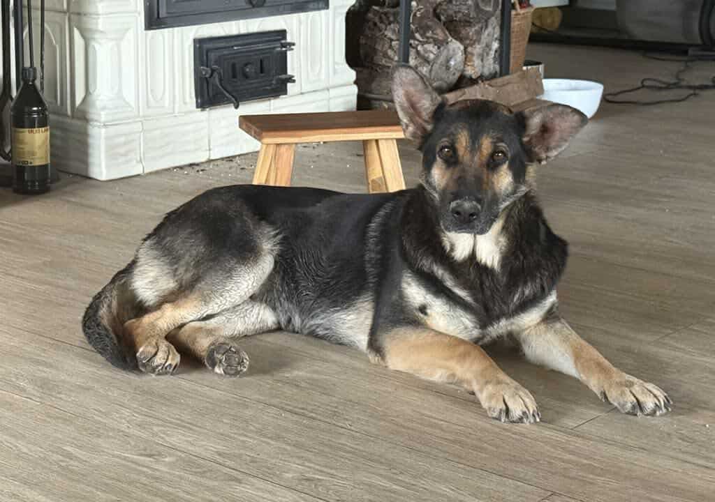 Umbra Canis - Gemeinsam stark für all/t/e Hundeseelen e.V. h...