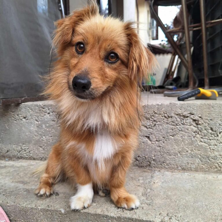 SIMBA...