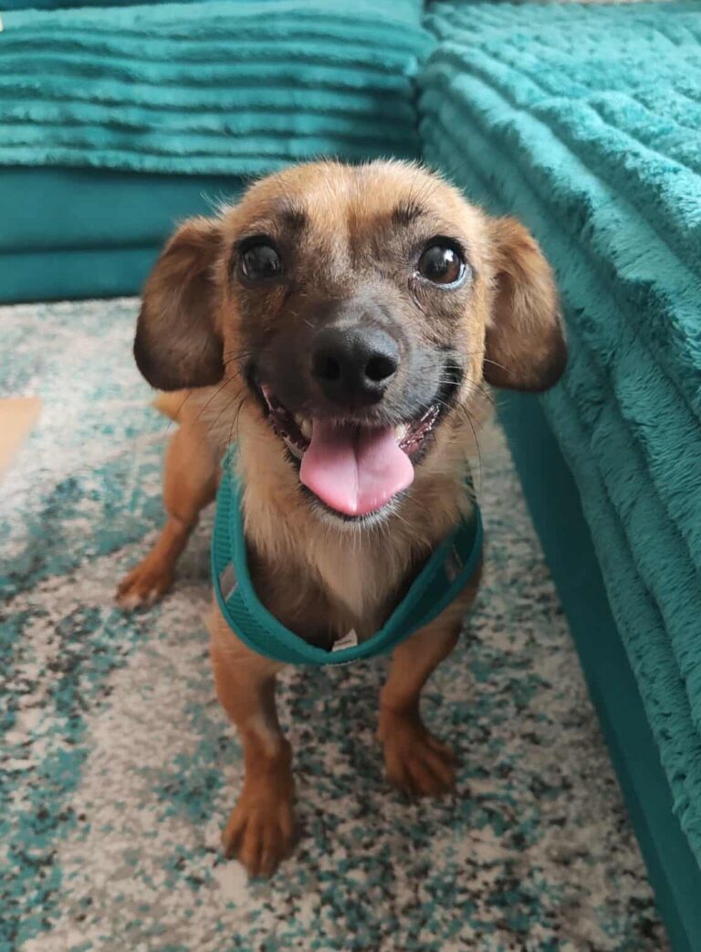 Umbra Canis - Gemeinsam stark für all/t/e Hundeseelen e.V. h...