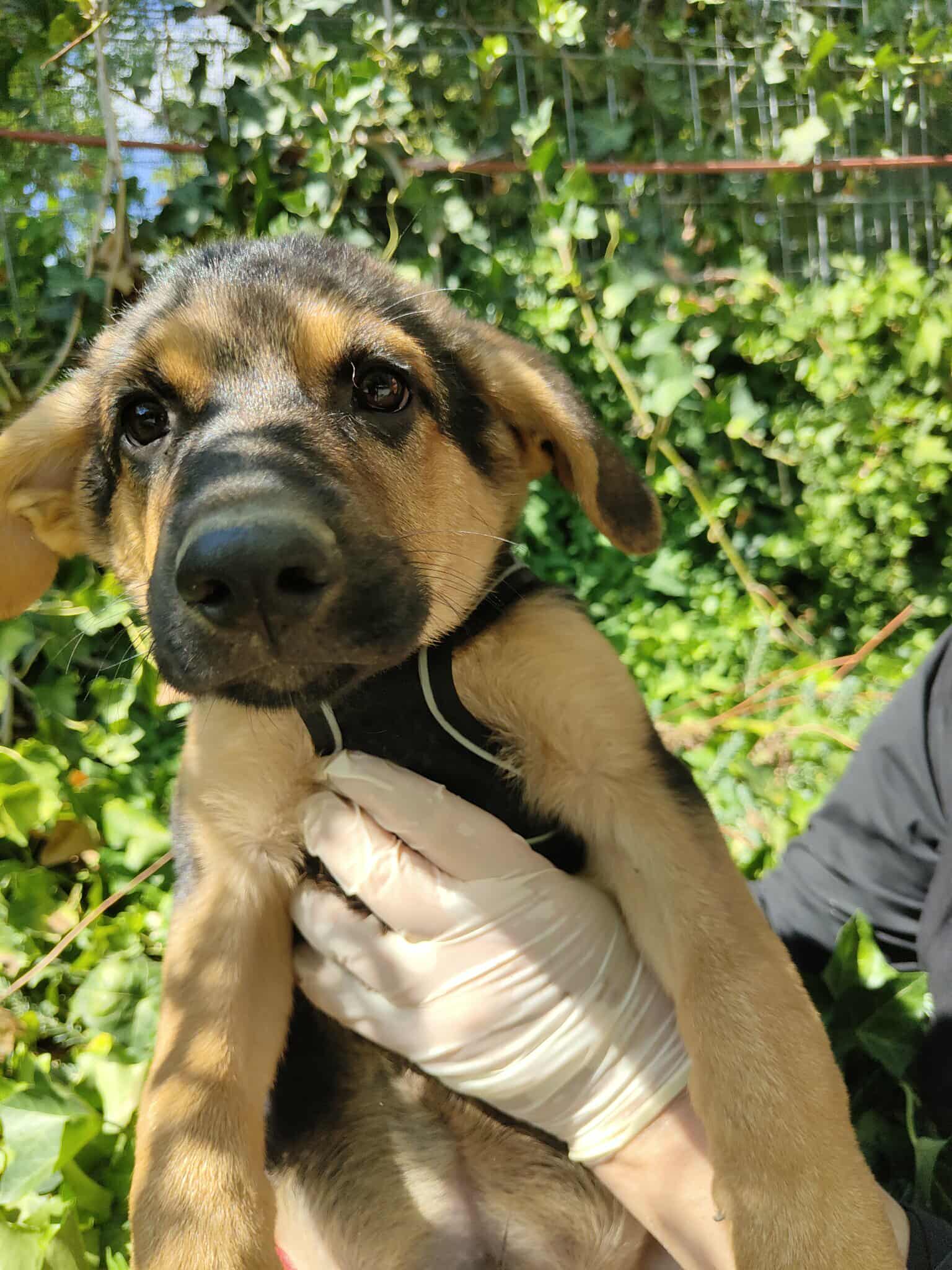 Umbra Canis - Gemeinsam stark für all/t/e Hundeseelen e.V. h...