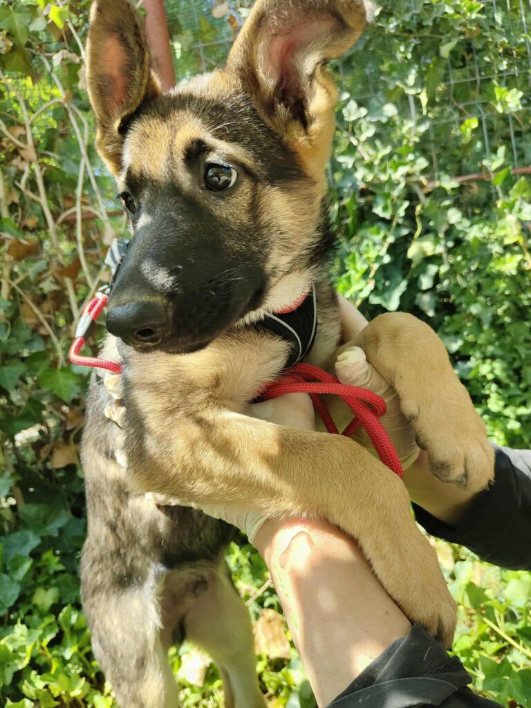 Umbra Canis - Gemeinsam stark für all/t/e Hundeseelen e.V. h...