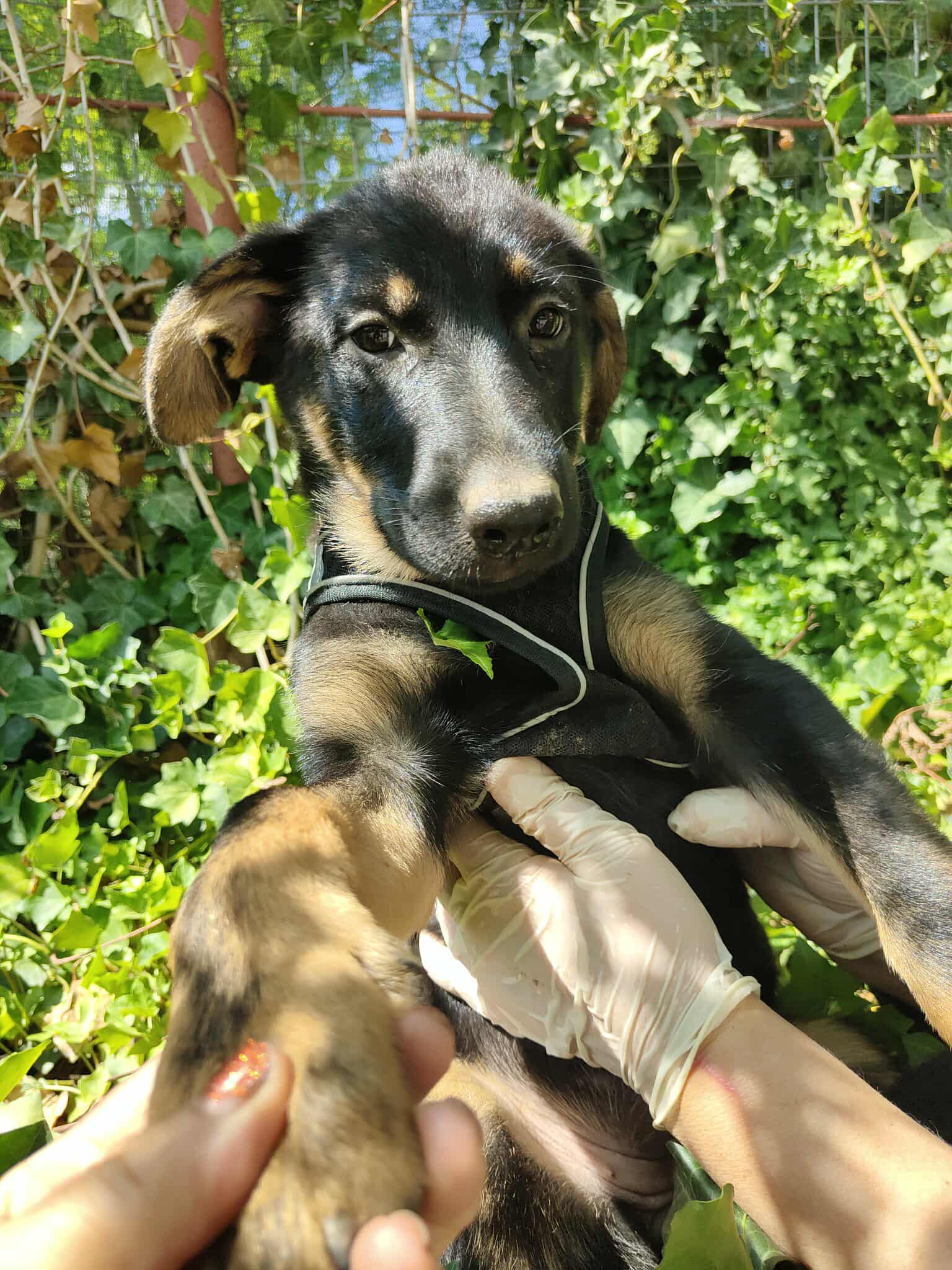 Umbra Canis - Gemeinsam stark für all/t/e Hundeseelen e.V. h...