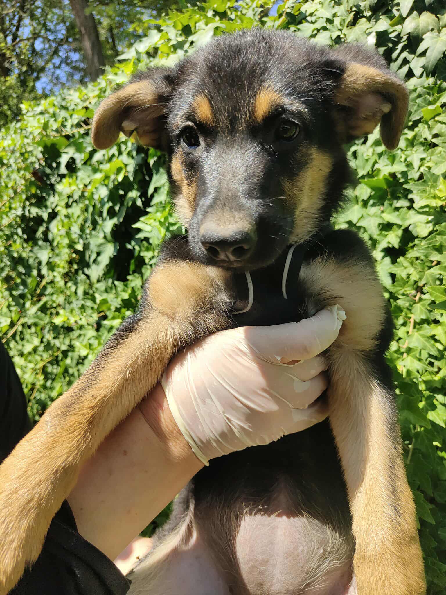 Umbra Canis - Gemeinsam stark für all/t/e Hundeseelen e.V. h...