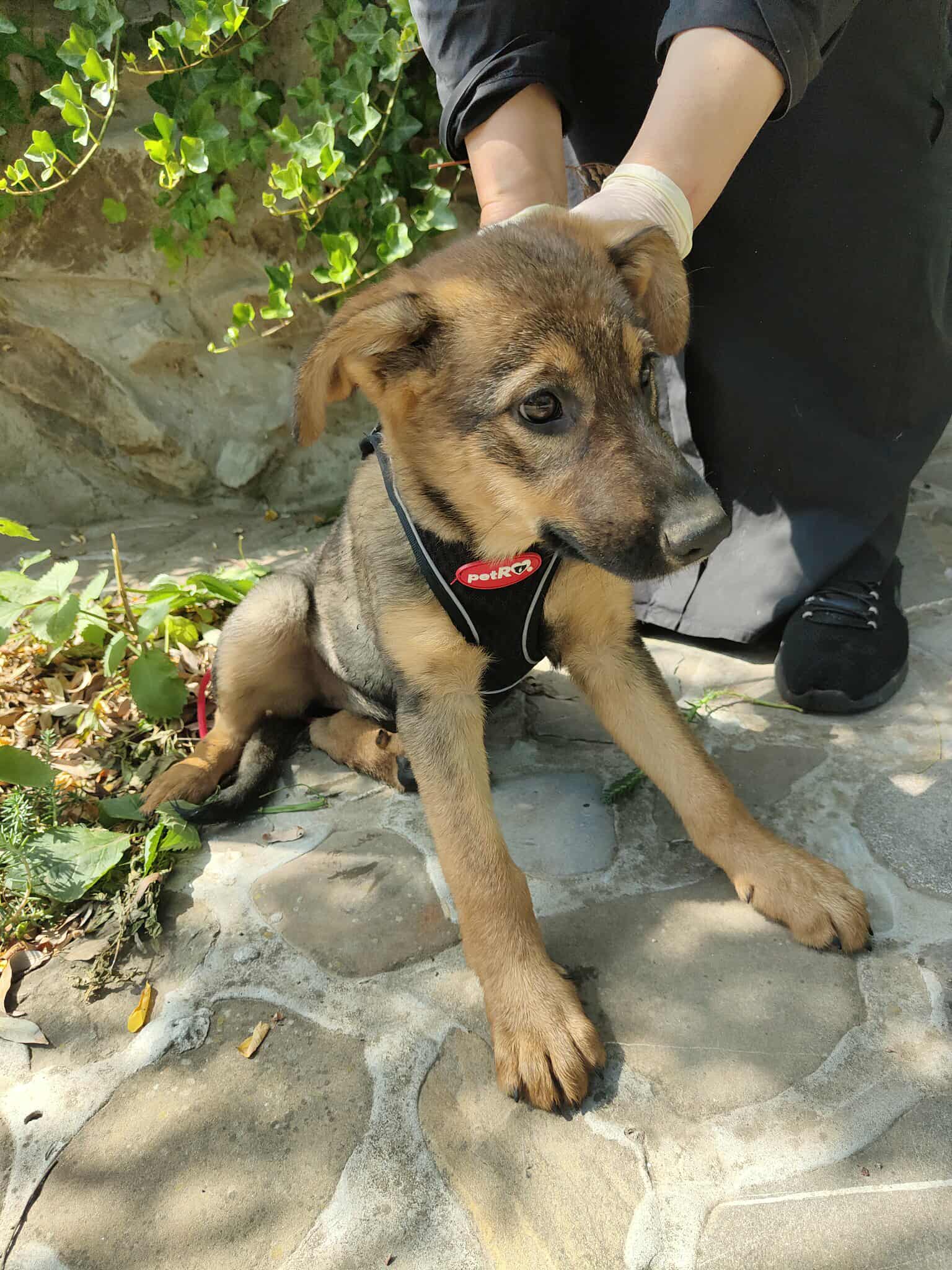 Umbra Canis - Gemeinsam stark für all/t/e Hundeseelen e.V. h...