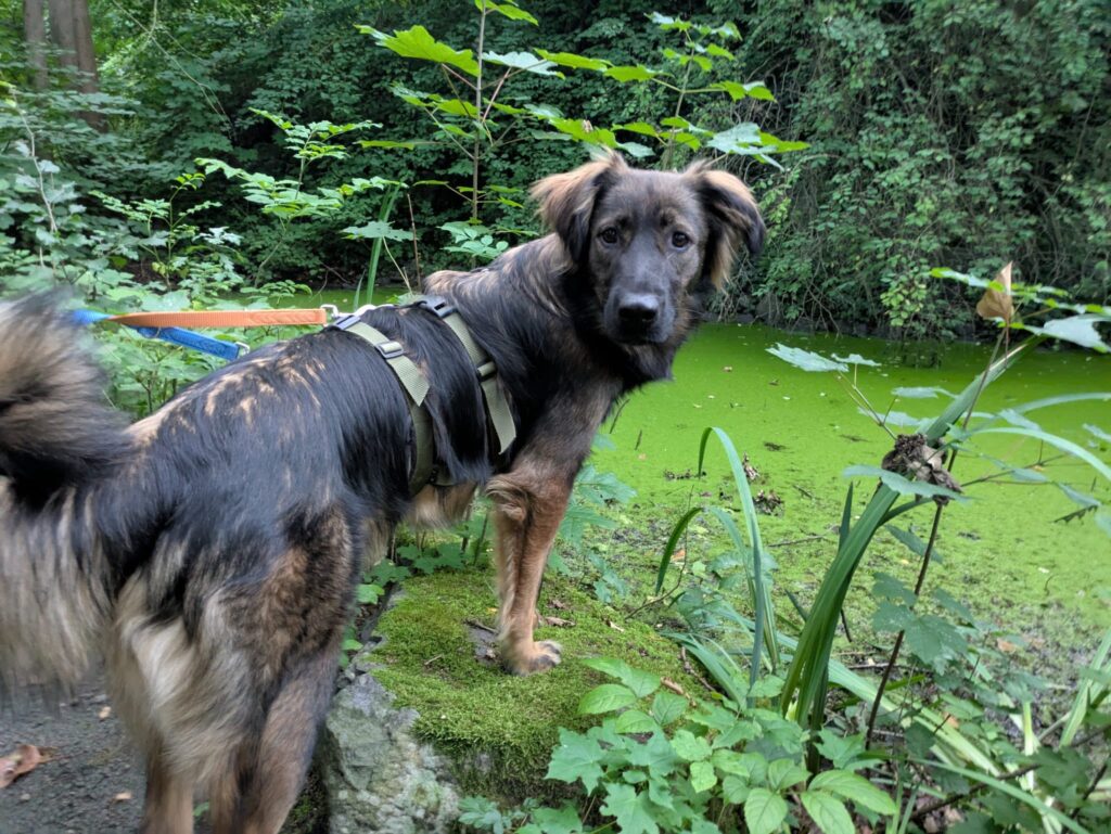 HAZEL...