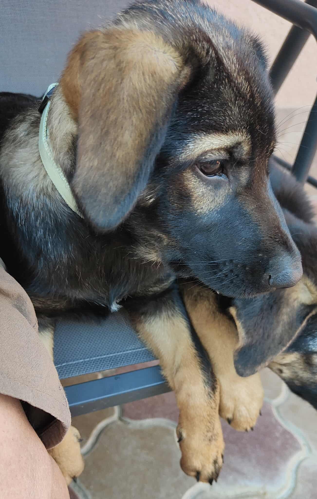 SILAS...