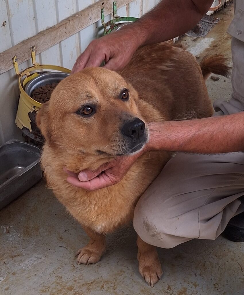 Umbra Canis - Gemeinsam stark für all/t/e Hundeseelen e.V. h...