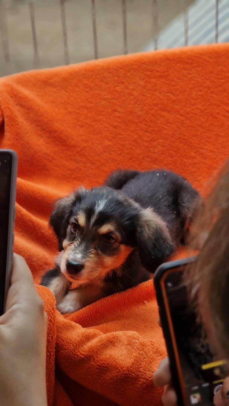 Umbra Canis - Gemeinsam stark für all/t/e Hundeseelen e.V. h...