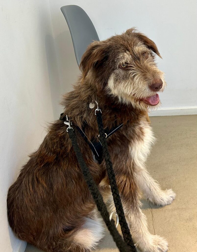 Umbra Canis - Gemeinsam stark für all/t/e Hundeseelen e.V. h...